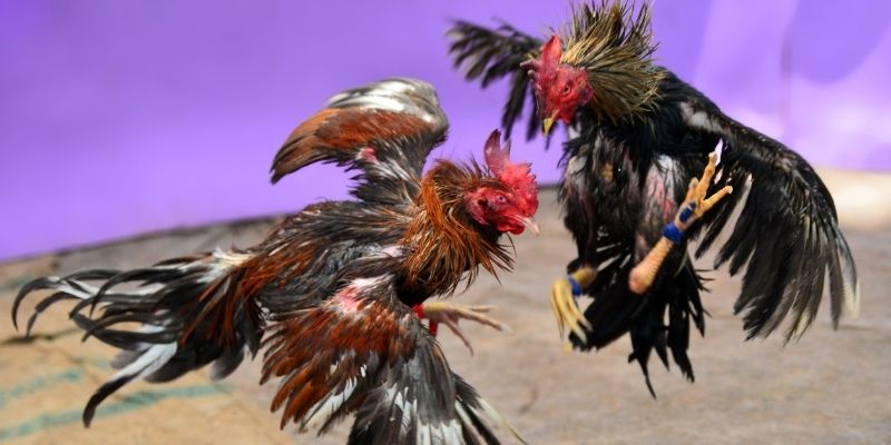 red 88 KM Game Bài 3d