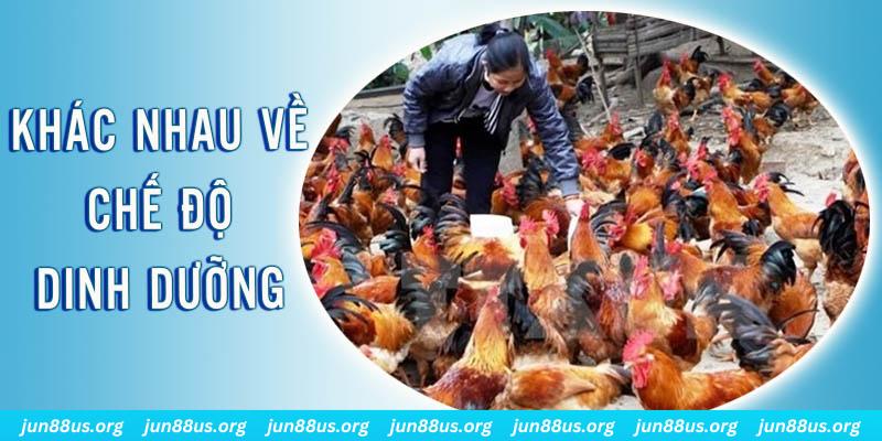 red 88 xổ số miền nam thứ năm hàng tuần