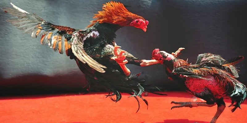 red 88 bắn cá h5 chơi ngay