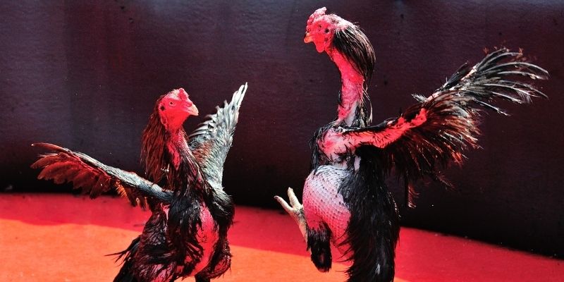 red 88 thị trường baccarat là gì