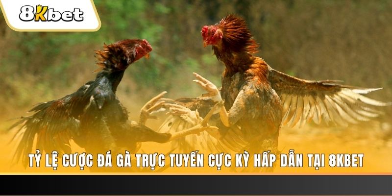 red 88 c1 gà chọi