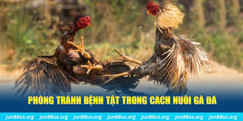 red 88 đăng nhập phỏm online