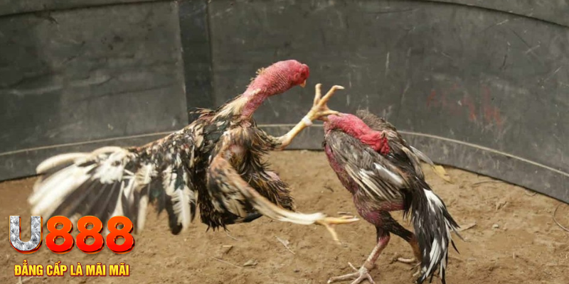 red 88 đăng nhập tiến lên miền nam số 1